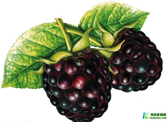 黑莓保健品对健康有什么好处