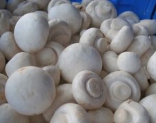 蘑菇冬天进补佳品-营养蘑菇,增强免疫力食品