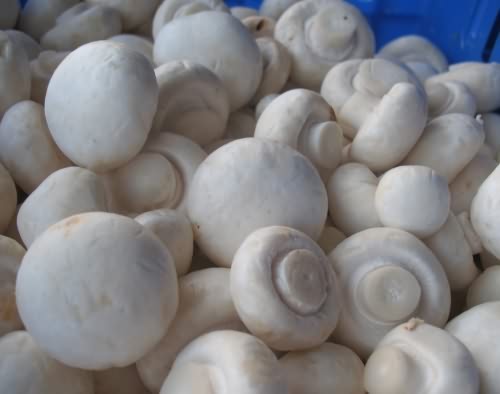 蘑菇冬天进补佳品-增强免疫力食品