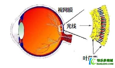 植物营养素之“叶黄素”的作用