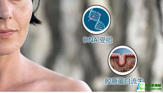 抵抗DNA损伤，补充胶原蛋白，延缓肌肤老化