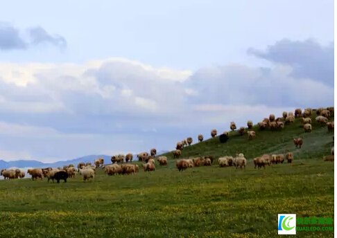 新疆巴什拜羊肉