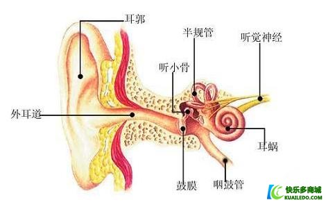 耳朵解剖.jpg