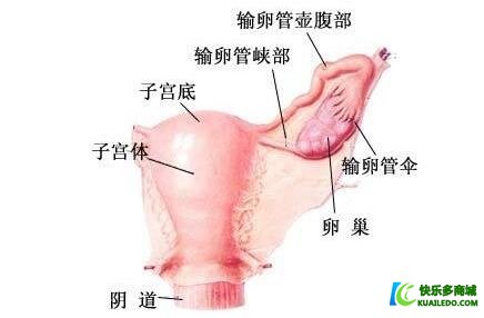 卵巢囊肿有可能会引起闭经