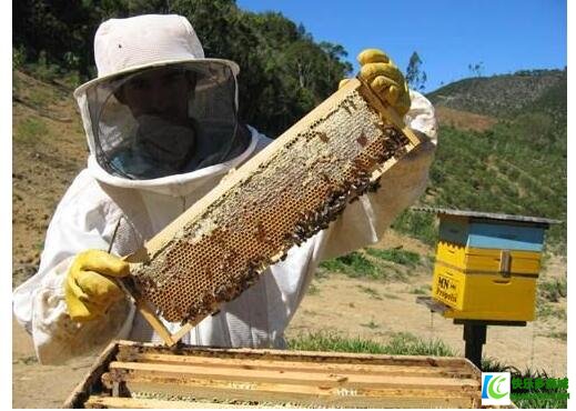蜂胶好的食用方法有哪些？