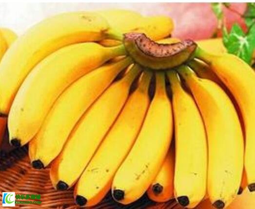 芭蕉和香蕉是一样的吗，它们的作用营养价值一样吗