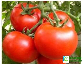 吃西红柿有什么营养价值 