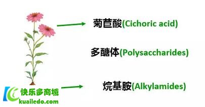 松果菊 印第安人的“板蓝根”