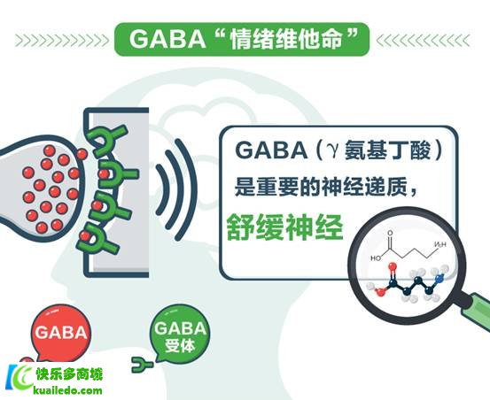 GABA和酸枣仁联合作用效果更好