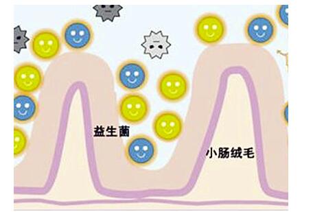 成年人补充益生菌有什么好处