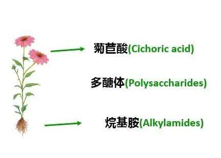 松果菊作用功效有哪些