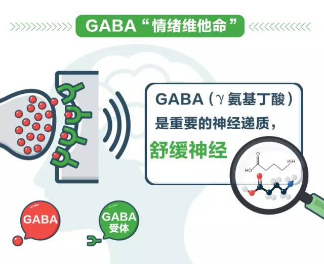 GABA对睡眠真的有用吗 解析GABA是怎么促进睡眠的